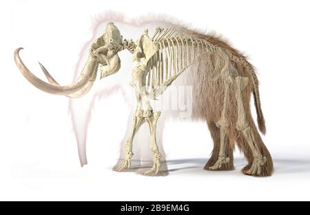 3D-Darstellung von Wollmammut mit Skelett im Morph-Effekt. Stockfoto
