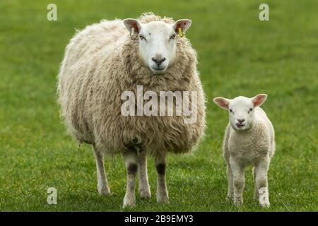 Texel Ewe, ein weibliches Schaf mit ihrem jungen Lamm, beide in grüner Wiese nach vorne gerichtet. Lamb hat ihre Zunge heraus. Konzept: Die Liebe einer Mutter. Querformat, Stockfoto