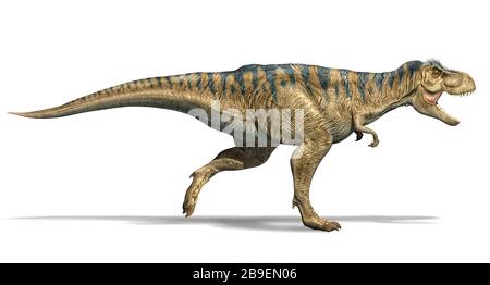 3D-Darstellung eines Dinosaurierlaufes T-rex, Seitenansicht auf weißem Hintergrund. Stockfoto