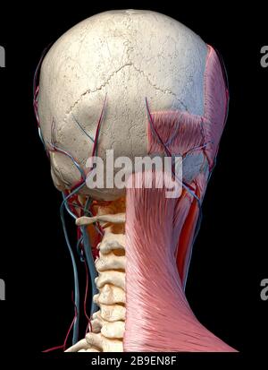 Hinteransicht des Kopfes mit Schädel, Blutgefäßen und Muskeln, schwarzer Hintergrund. Stockfoto