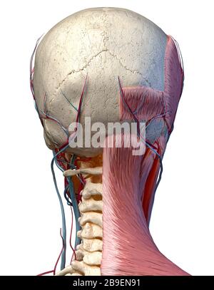 Hinteransicht des Kopfes mit Schädel, Blutgefäßen und Muskeln, weißer Hintergrund. Stockfoto