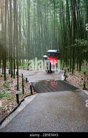 Bambuswald. Die Bambushaine von Arashiyama, Kyoto, Japan. Arashiyama ist ein Stadtteil am westlichen Stadtrand von Kyoto. Traditionelle japanische Karre Hand zog Rikscha. Stockfoto