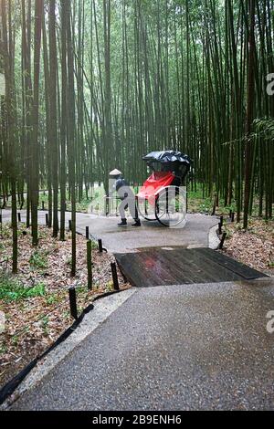 Bambuswald. Die Bambushaine von Arashiyama, Kyoto, Japan. Arashiyama ist ein Stadtteil am westlichen Stadtrand von Kyoto. Traditionelle japanische Karre Hand zog Rikscha. Stockfoto