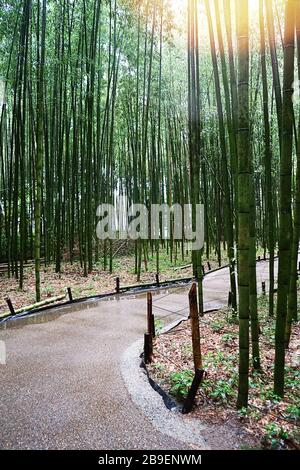 Bambuswald. Die Bambushaine von Arashiyama, Kyoto, Japan. Arashiyama ist ein Stadtteil am westlichen Stadtrand von Kyoto. Stockfoto