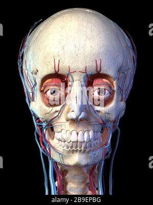 Vorderansicht des menschlichen Schädels mit Augen, Venen und Arterien auf schwarzem Hintergrund. Stockfoto