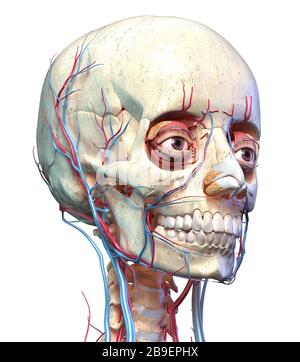 Vorderansicht des menschlichen Schädels mit Augen, Venen und Arterien auf weißem Hintergrund. Stockfoto