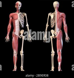 Anatomie der menschlichen männlichen Muskel- und Skelettsysteme, Vorder- und Rückansicht auf schwarzem Hintergrund. Stockfoto