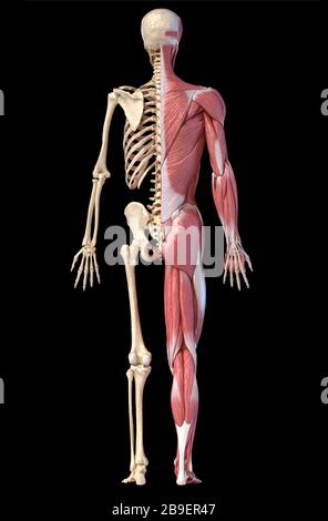 Anatomie der menschlichen männlichen Muskel- und Skelettsysteme, Rückansicht auf schwarzem Hintergrund. Stockfoto