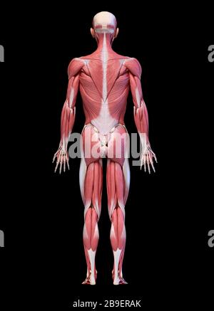 Vollfiguriges männliches Muskelsystem, Rückansicht auf schwarzem Hintergrund. Stockfoto