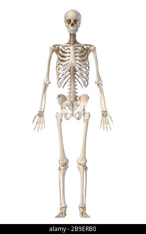 Menschliches Skelett, volle Figur stehend, Vorderansicht auf weißem Hintergrund. Stockfoto