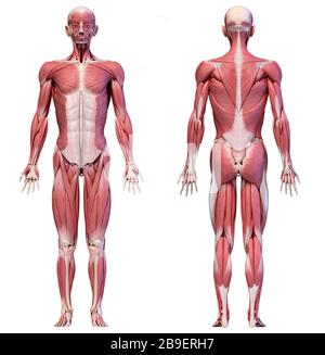 Ganzkörperansichten der männlichen Muskelsysteme auf weißem Hintergrund. Stockfoto