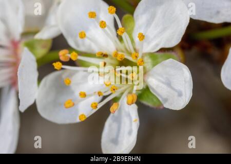 Eine Nahaufnahme der Blume von Prunus avium, gemeinhin als wilde Kirsche, süße Kirsche oder gean bezeichnet Stockfoto