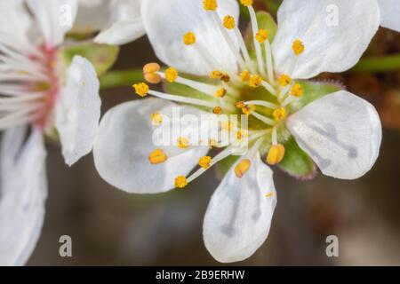 Eine Nahaufnahme der Blume von Prunus avium, gemeinhin als wilde Kirsche, süße Kirsche oder gean bezeichnet Stockfoto