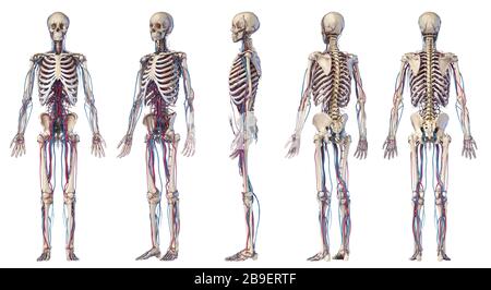 Verschiedene Perspektiven von menschlichen Skelett- und kardiovaskulären Systemen auf weißem Hintergrund. Stockfoto