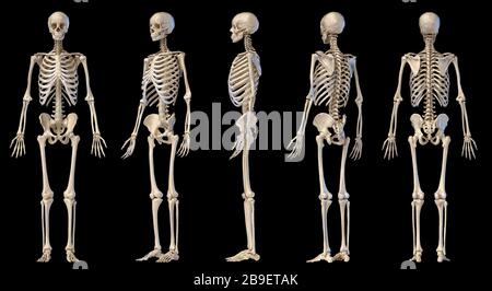 3D-Darstellung des männlichen Skeletts, mehrere Winkel auf schwarzem Hintergrund. Stockfoto