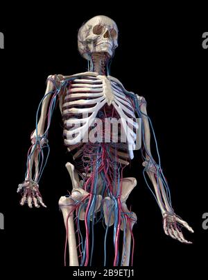 3/4-Vorderansicht des Oberkörpers von menschlichen Skelett- und Gefäßsystemen, schwarzer Hintergrund. Stockfoto
