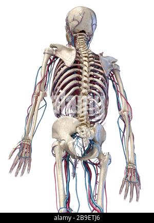 3/4-Rückansicht des Oberkörpers von menschlichen Skelett- und Gefäßsystemen, weißer Hintergrund. Stockfoto