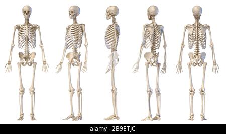 3D-Darstellung des männlichen Skeletts, mehrere Winkel auf weißem Hintergrund. Stockfoto