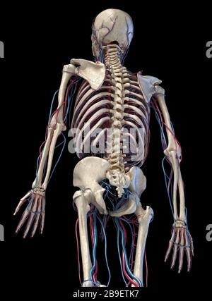 3/4-Rückansicht des Oberkörpers von menschlichen Skelett- und Gefäßsystemen, schwarzer Hintergrund. Stockfoto