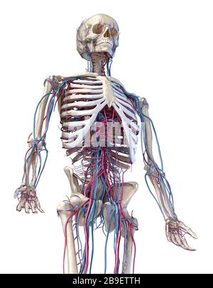 3/4-Vorderansicht des Oberkörpers von menschlichen Skelett- und Gefäßsystemen, weißer Hintergrund. Stockfoto