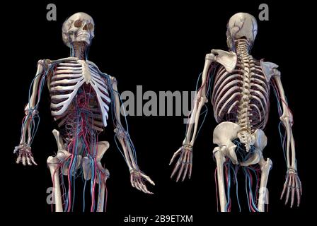 3/4-Oberkörperansicht von menschlichen Skelett- und Gefäßsystemen, schwarzer Hintergrund. Stockfoto