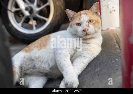 Eine Erwachsene, weiß-rot gefärbte Straßenkatze, liegt ruhig auf dem Bürgersteig zwischen Motorrädern. Portrait. Zeigt Ruhe und Vertrauen. Stockfoto