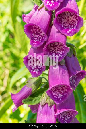 Foxhandschuh Blumen (Digitalis purpurea), in Schottland wachsend, im Juni. Stockfoto