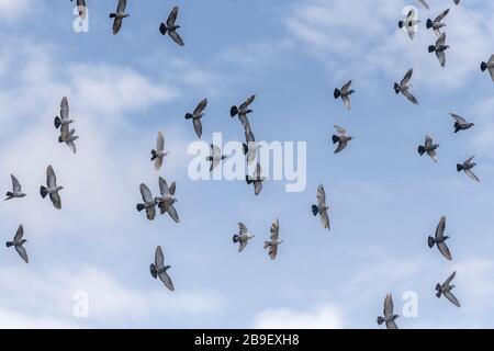 Haustauben im Flug über die Herde von Sherborne. Stockfoto