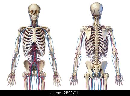 Vorder- und Rückansicht des menschlichen Skeletts mit Venen und Arterien, weißer Hintergrund. Stockfoto