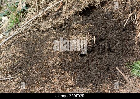 Holz-Ameisen Formica rufa im Wald Stockfoto