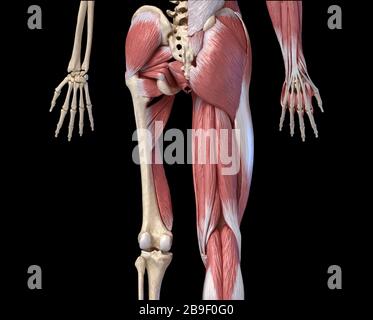 Untere hintere Ansicht der menschlichen Gliedmaßen, Hüfte und Muskel, auf schwarzem Hintergrund. Stockfoto