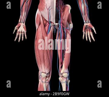 Vorderansicht der menschlichen Extremitäten, Hüfte und Muskel mit Arterien und Venen im unteren Bereich. Stockfoto