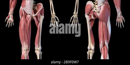 Niedrige Schnittansichten von menschlichen Gliedmaßen, Hüfte und Muskel, auf schwarzem Hintergrund. Stockfoto