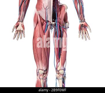 Vorderansicht der menschlichen Extremitäten, Hüfte und Muskel mit Arterien und Venen im unteren Bereich. Stockfoto