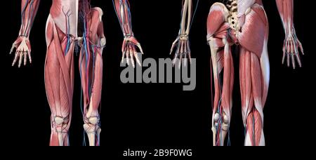 Niedrige Schnittansichten von menschlichen Gliedmaßen, Hüfte und muskulösem System mit Venen und Arterien. Stockfoto