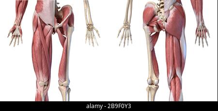 Niedrige Schnittansichten von menschlichen Gliedmaßen, Hüfte und Muskel, auf weißem Hintergrund. Stockfoto