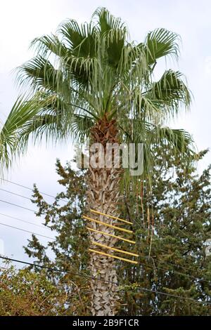 Isolierte elektrische Leitungen von Palmen, Larnaca, Zypern Stockfoto