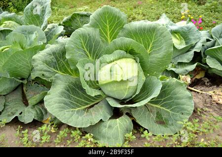 Kohlkopf auf dem Bett in der Nähe. Kohl mit großen grünen Blättern, im Dorf gewachsen. Stockfoto