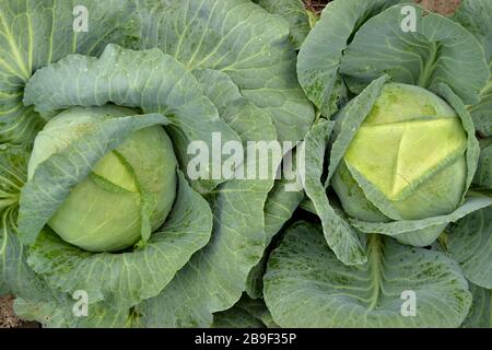 Zwei im Dorf angebaute Kohlköpfe. Organisches Gemüse aus dem Garten. Stockfoto