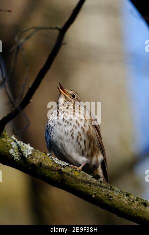 Ein singender Rush auf einem Ast in einem Wald vor verschwommenem Hintergrund Stockfoto