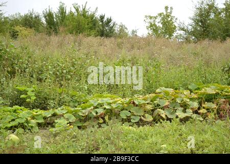 Überwucherte verlassene Gärten. Hohe Büsche und Bäume in einem verlassenen Gartengrundstück. Stockfoto