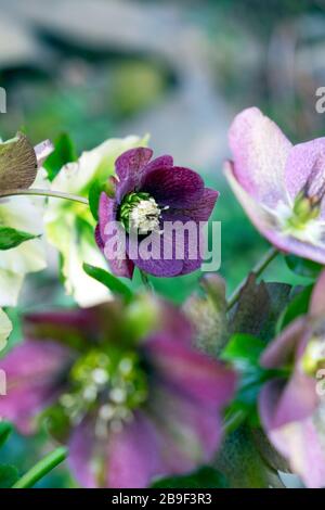 Lila rosa und weiß Helleborus Weihnachtsrosen blüht im März Frühling wächst in einem schattigen Bereich eines Gartens Wales Großbritannien. KATHY DEWITT Stockfoto