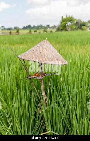 Reisfeld mit Schilfreether und Flügelaltar in Form eines Bauernhuts für die Angebote an Dewi Sri, balinesische Reismutter. Ländliche Landschaft. Bali, Indonesien. Stockfoto