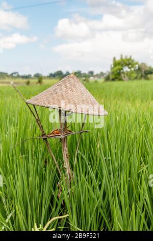 Reisfeld mit Schilfreether und Flügelaltar in Form eines Bauernhuts für die Angebote an Dewi Sri, balinesische Reismutter. Ländliche Landschaft. Bali, Indonesien. Stockfoto