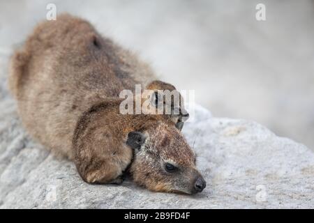 Mutter und süßes Baby Afrikaner Daman (Hyrax) auf Felsen Südafrika liegen Stockfoto