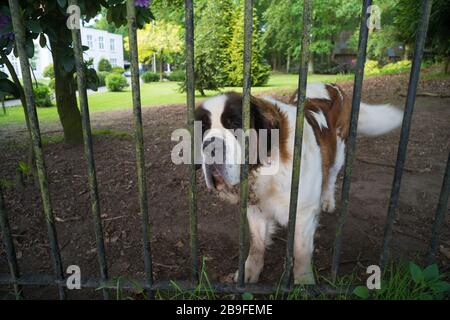 st. bernhard-hund als Wachhund. Der St. Bernard ist eine Rasse sehr großer Arbeitshunde aus den Westalpen in Italien und der Schweiz. Stockfoto