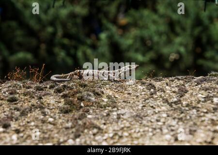 In Verona, Italien, liegt eine Echse auf einem Felsen Stockfoto