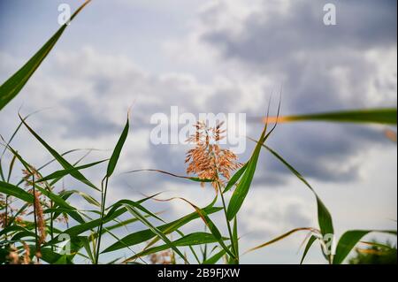 Schilfgras (Phragmites australis) gegen einen bewölkten Himmel. Stockfoto