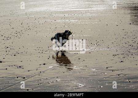 Ein wunderschöner Blue Roan Cocker Spaniel, der den Strand genießt Stockfoto