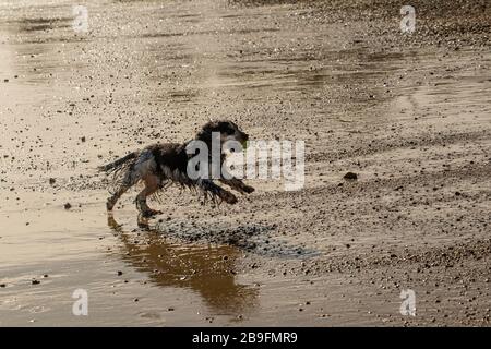 Ein wunderschöner Blue Roan Cocker Spaniel, der den Strand genießt Stockfoto